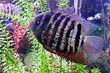 Green Severum Cichlid 